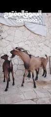  1 فحل وماعز البينو الاصلي