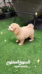  11 Male Toy Poodle puppy