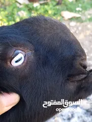  12 ماعز شامي للبيع ثلاث عنزات وتيس كولهن ريشة الحبه ماشاءالله تبارك الرحمن وصخلتين وجداي اثنين