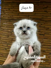 6 قطط مميزه للبيع