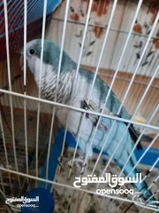  22 نشتري منك بأحسن الأسعار اقرأ الوصف صديقي