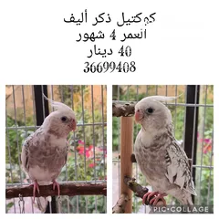  1 كوكتيل أليف