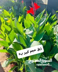  11 متوفر جميع انواع الاشجار المثمرة والزينة والورود وخدمة الزراع وتنسيق الحدائق وجميع انواع القواير