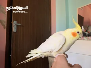  5 كوكتيل لاتينو مع قفصه للبيع