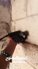  4 كوم حمام للبيع العدد 12 طير