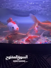  2 اسماك زينه وحوض سمك مع جميع ملحقاته