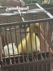  4 بطة صفرا صغيرة للبيع #بطة