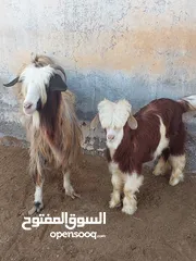  2 شاه من الحلال الرحبي