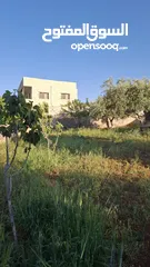  19 مزرعة وشاليه في جرش