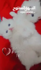  1 Available kittens for sale high quality breed Cats (Silver British breed & Scottish straight breed.)