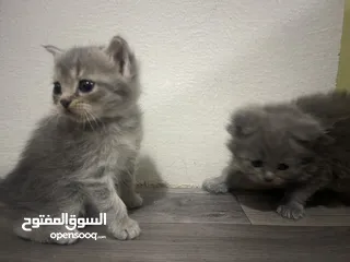  10 Persian short hair kitten