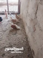  2 متاح جواز و حبات فلت موجودات طبربور سعرهن كويس