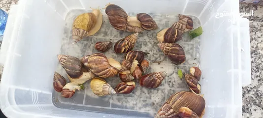  6 حلزونات افريقيا للبيع African snails for sale