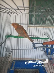  11 فحل كرزي ومخلفين مشمشيات قرميديات