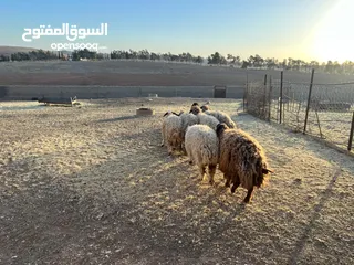  3 7 قراقير اوزان من 55 ل 65