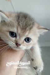  3 British chinchilla kittens for adoption