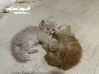  6 استضافة قطط في بيئة منزلية مريحة يومي اسبوعي شهري Hosting cats in a comfortable home environment