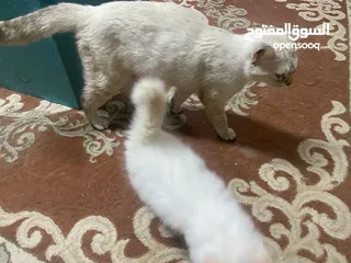  1 قطط للترني برسوم