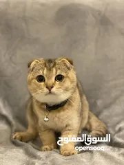  10 Male Scottish Fold ( ny 25 ) pure breed