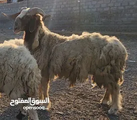  3 كبش نعيمي أصل ينسف