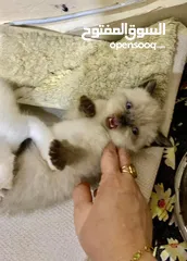  4 Adorable British Shorthair Kittens Looking for Their Forever Homes – Ready to Join Your Family