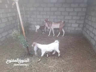  1 شاه حجازيه