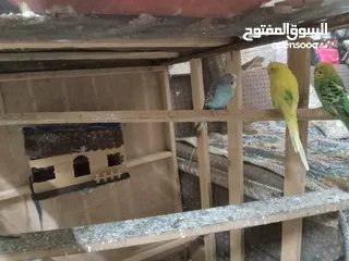  6 طيور الحب نوع البادجي بأحلى الألوان والأصوات