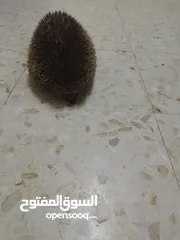 2 قنفد بري للبيع