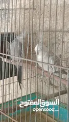  5 جوزان كوكتيل جوزين شغالات 100% اقرا الوصف
