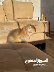  2 جولدن سكوتش ستريت للبيع
