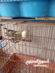  4 أكثر من 14جوز  موجود أكثر من20مخلف