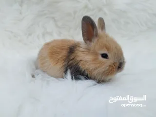  5 أرانب هولندية صغيرة، أليفة، ألوان مميزة