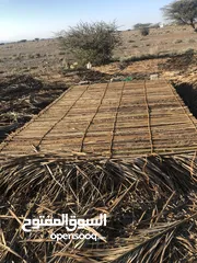  3 دعن عماني محلي