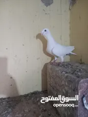  3 جوز معو فراخ  و بيض