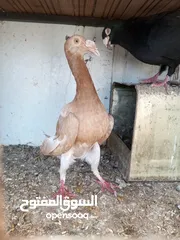  8  جواز وحبات كوام كامل