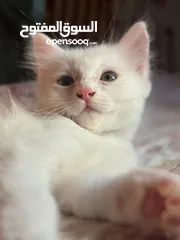  4 ققطط لتبني عمر شهرين ليس شراء