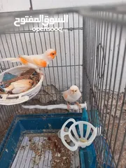  1 كنار موزييك احمر للبيع