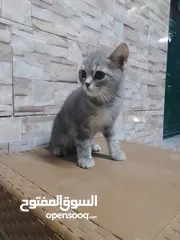  3 ثلاثه قطط للبيع بسعر مناسب السعر 25 للقطه الواحده