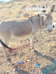  4 حماره للبيع