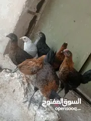  2 فراخ بلدي عمر شهرين ونص مطعمات جميع التطعيمات اي بي ولقاح ونيونكسل