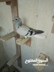  4 حمام كش للبيع