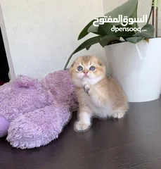  2 للبيع سكوتش فولد وستريت قولد شورت هير