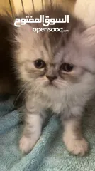 1 Peaky face cute kittens