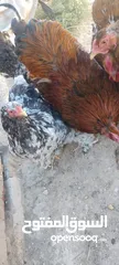  4 دجاج براهما