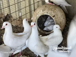  1 حمام فرنسي سوبر جامبو
