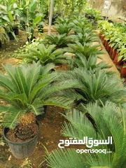  2 جميع أنواع الأشجار ( أشجار زينة - أشجار مثمرة )