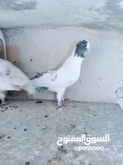  14 جواز نخب اول