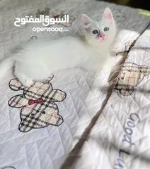  6 متوفر قطط أنثى ماكس ، العمر 51 يوم متعودين ليتر بوكس ،