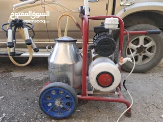  1 حلابة ابقار نضيفه جدا ولا غلطه