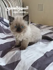  3 Pure Himalayan Kitten